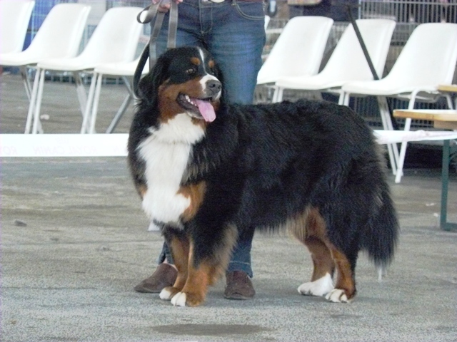 Agata Torstin Silkinis krokas