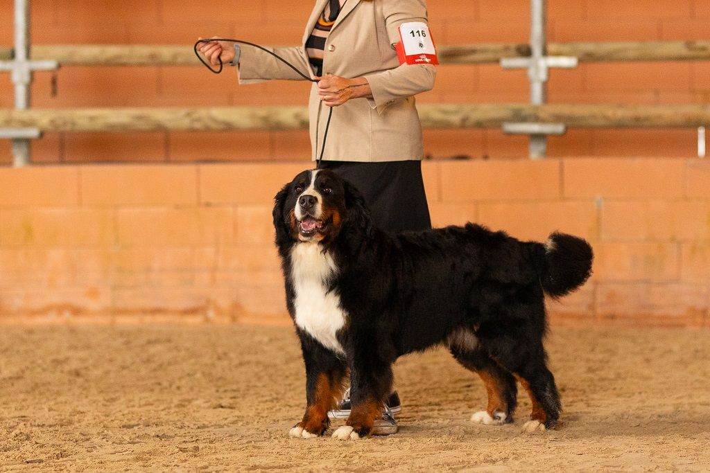 Twist championne BLS